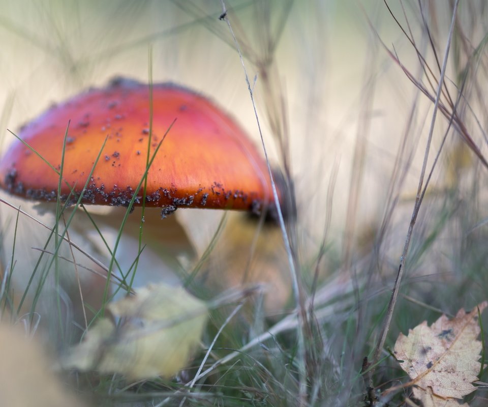 Обои природа, осень, гриб, nature, autumn, mushroom разрешение 4884x3173 Загрузить