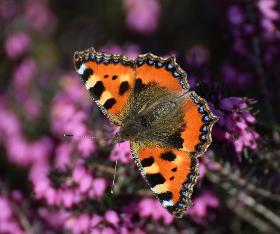 Обои насекомое, бабочка, крылья, вереск, insect, butterfly, wings, heather разрешение 2048x1332 Загрузить