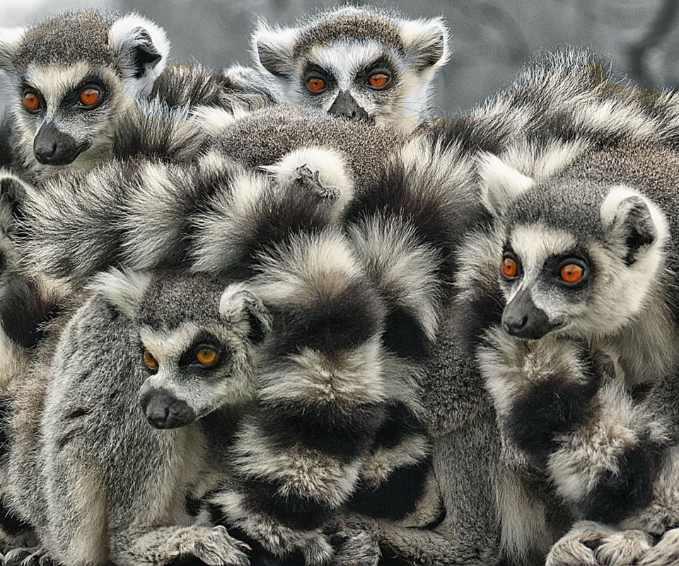 Обои белая, лемуры, лемур, блака, white, lemurs, lemur, black разрешение 1920x1080 Загрузить