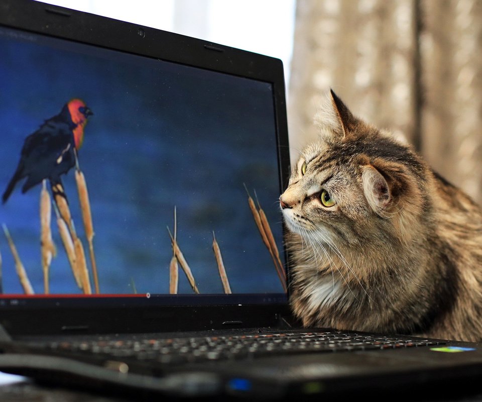 Обои кот, монитор, птичка, котяра, cat, monitor, bird, tomcat разрешение 1920x1080 Загрузить