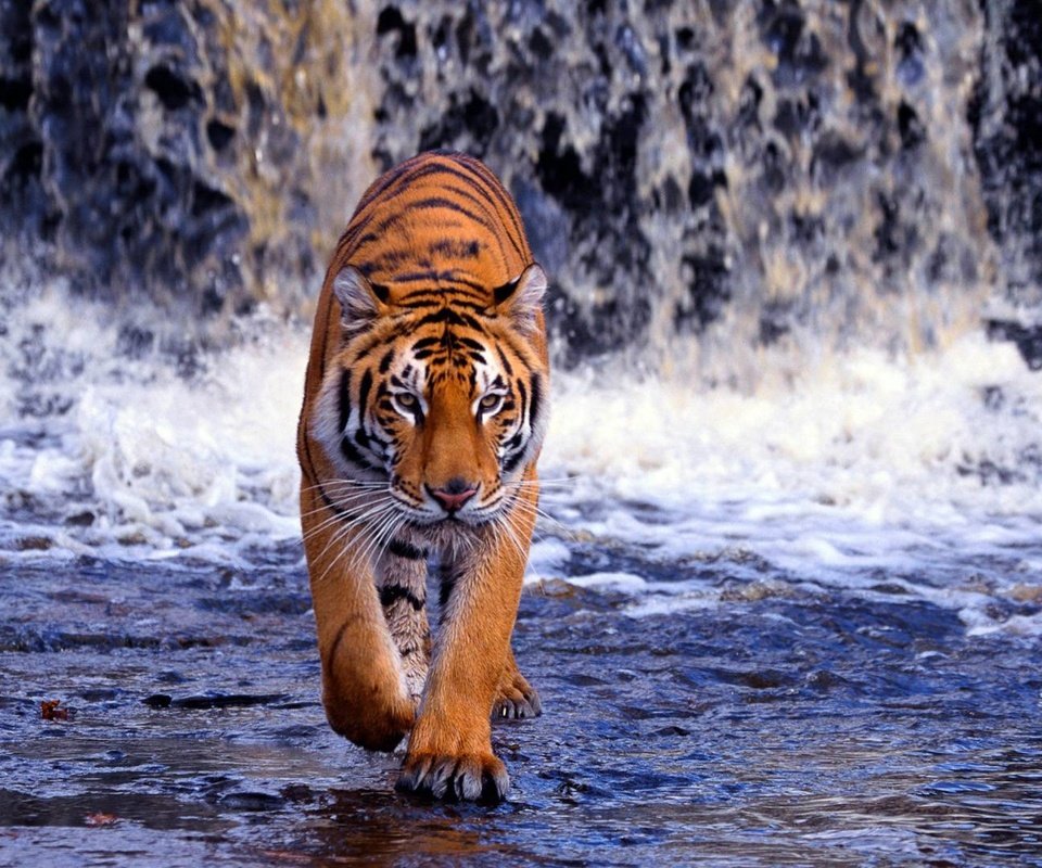 Обои тигр, река, водопад, жищник, tiger, river, waterfall, isnic разрешение 2560x1600 Загрузить