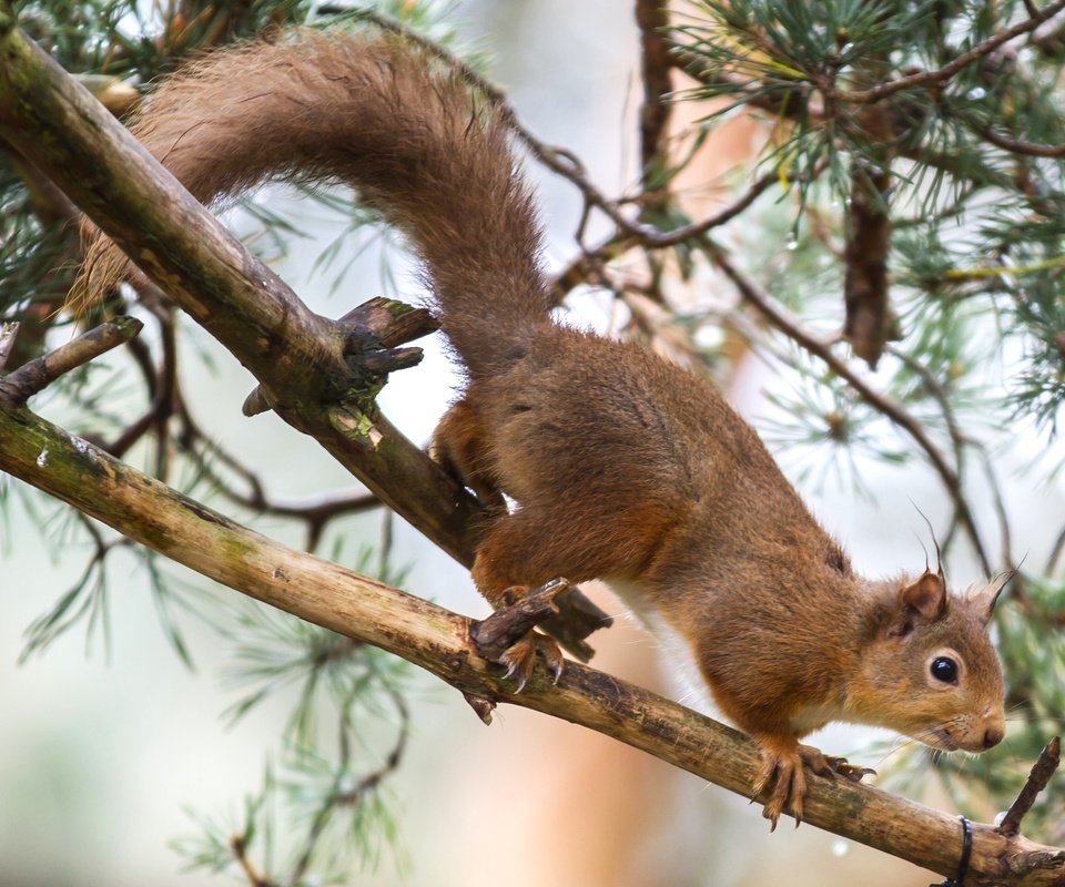 Обои дерево, рыжая, белка, зверек, хвост, tree, red, protein, animal, tail разрешение 2048x1354 Загрузить