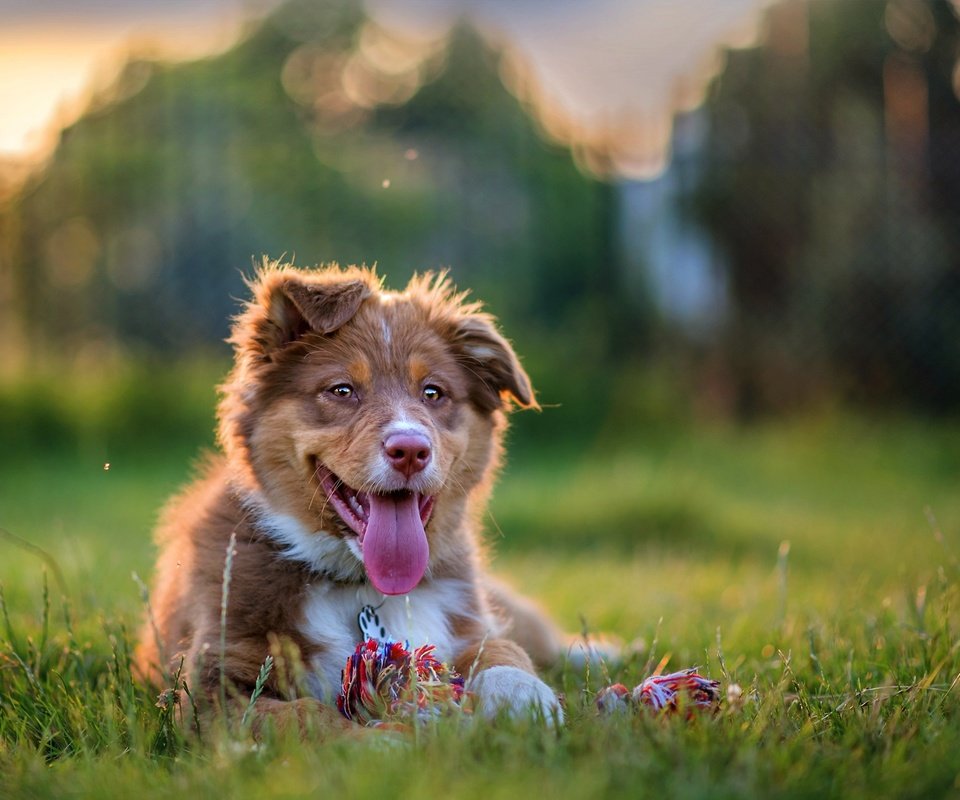 Обои собака, щенок, язык, австралийская овчарка, аусси, dog, puppy, language, australian shepherd, aussie разрешение 1980x1320 Загрузить