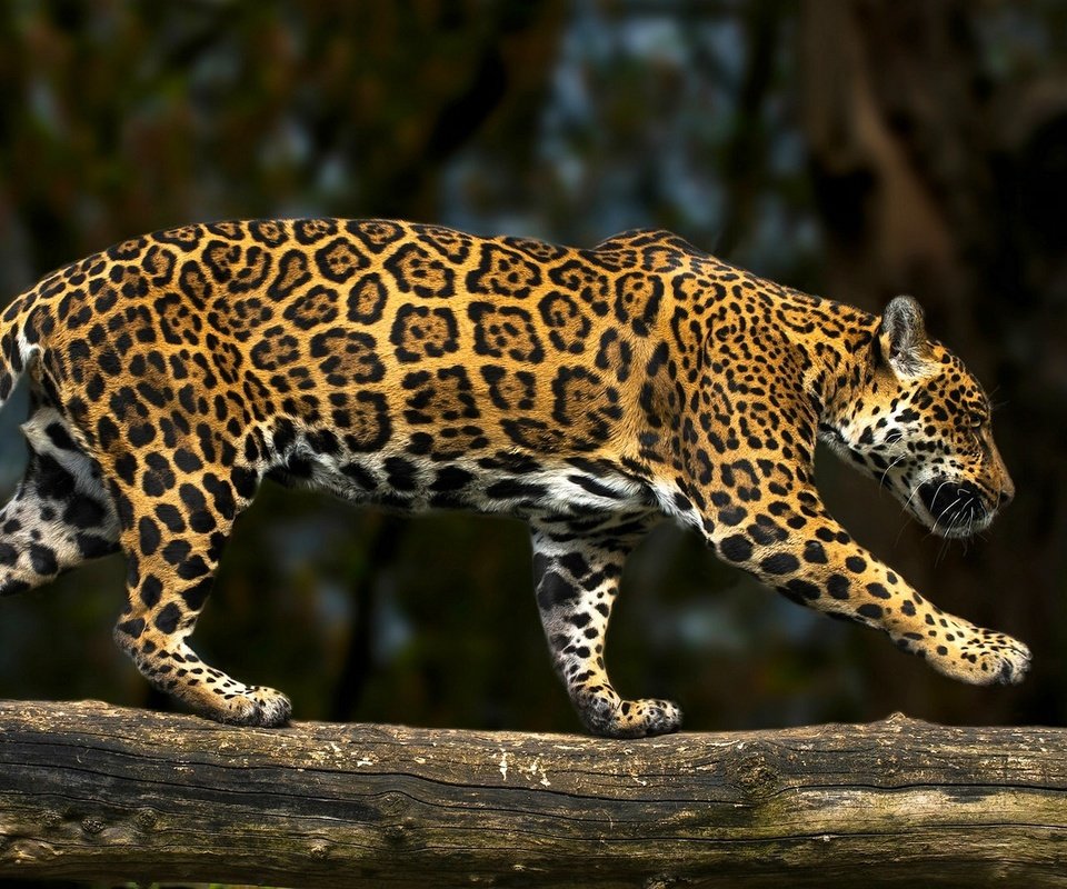 Обои хищник, ягуар, бревно, дикая кошка, predator, jaguar, log, wild cat разрешение 2081x1080 Загрузить