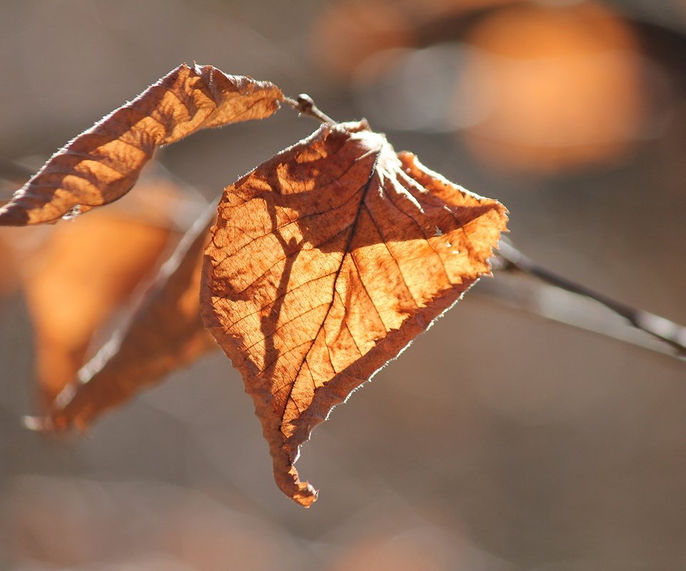 Обои природа, листья, осень, nature, leaves, autumn разрешение 5184x3456 Загрузить