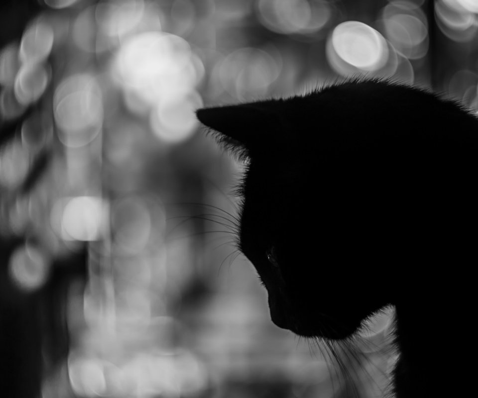 Обои фон, кот, усы, чёрно-белое, силуэт, background, cat, mustache, black and white, silhouette разрешение 2048x1365 Загрузить
