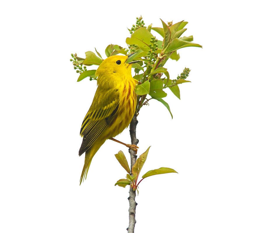 Обои листья, птица, растение, жёлтая, камышевка, leaves, bird, plant, yellow, warbler разрешение 2048x1194 Загрузить