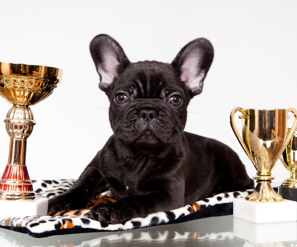 Обои черный, щенок, награды, бульдог, французский, кубки, black, puppy, awards, bulldog, french, cups разрешение 2400x1470 Загрузить