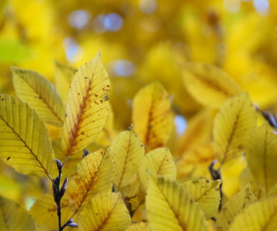 Обои природа, листья, осень, nature, leaves, autumn разрешение 2048x1365 Загрузить