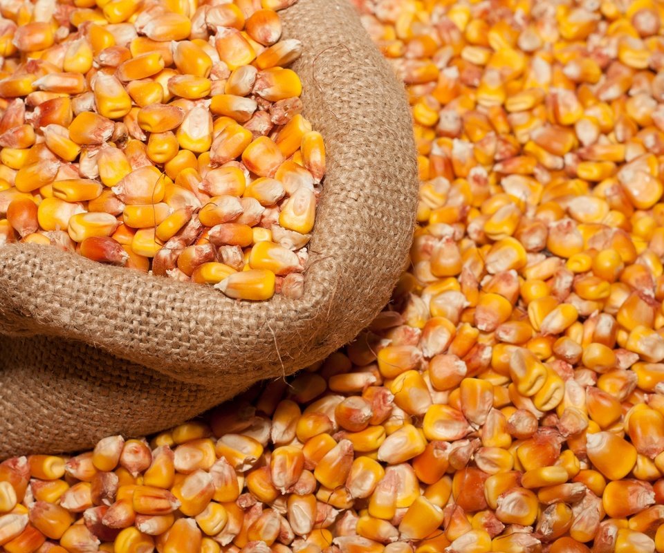 Обои мешок, кукуруза, зерно, бобы, bag, corn, grain, beans разрешение 2880x1920 Загрузить