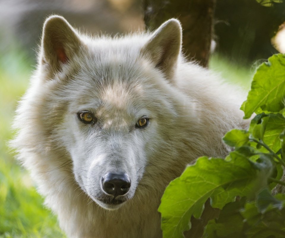 Обои морда, взгляд, белый, волк, ©tambako the jaguar, арктический волк, face, look, white, wolf, arctic wolf разрешение 2880x1917 Загрузить