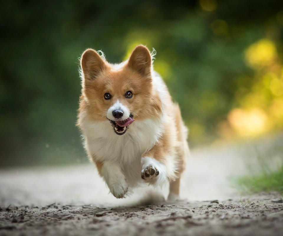 Обои настроение, собака, радость, прогулка, бег, вельш-корги, mood, dog, joy, walk, running, welsh corgi разрешение 2048x1312 Загрузить