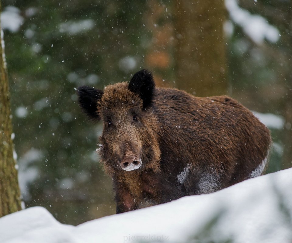 Обои природа, зима, кабан, nature, winter, boar разрешение 1920x1281 Загрузить