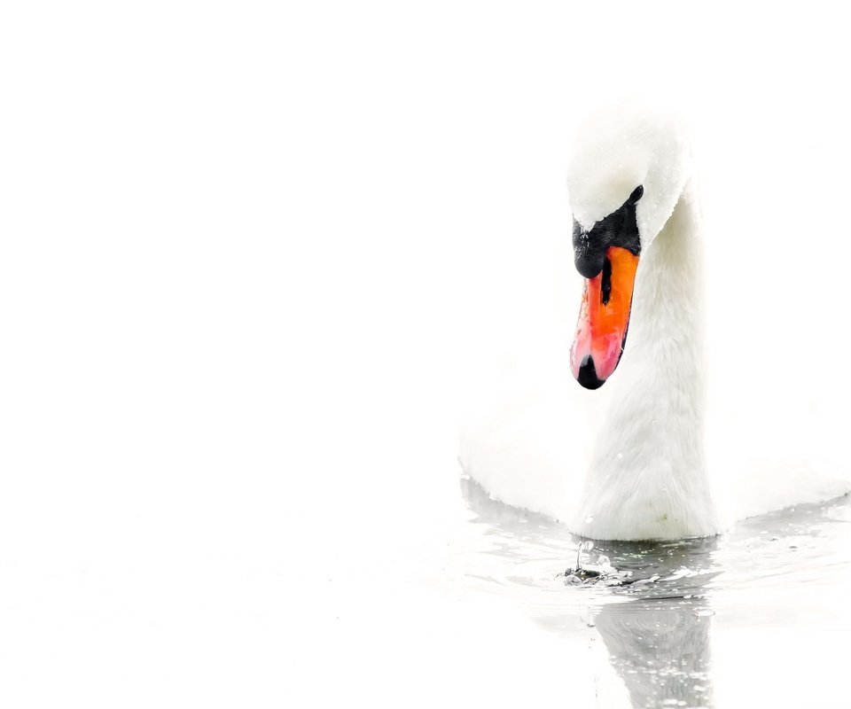 Обои вода, белый, птица, белый фон, лебедь, water, white, bird, white background, swan разрешение 2048x1342 Загрузить