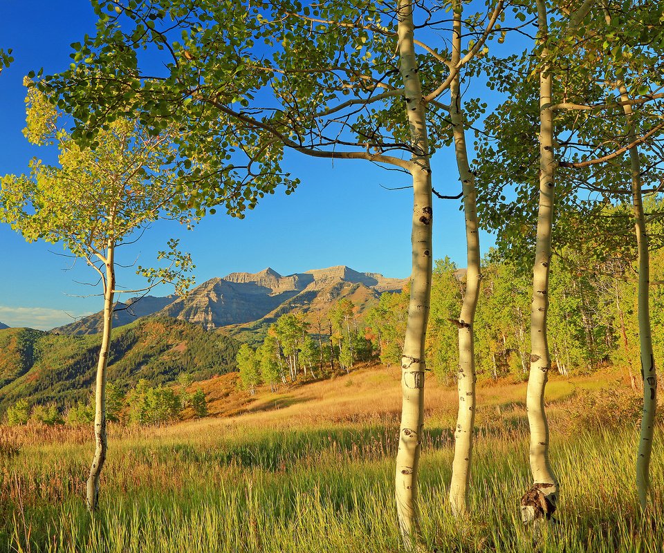 Обои деревья, аспен, горы, листья, склон, осень, сша, колорадо, осина, trees, mountains, leaves, slope, autumn, usa, colorado, aspen разрешение 2048x1317 Загрузить