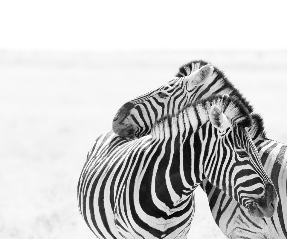 Обои зебра, любовь, пара, белый фон, зебры, zebra, love, pair, white background разрешение 2046x1352 Загрузить