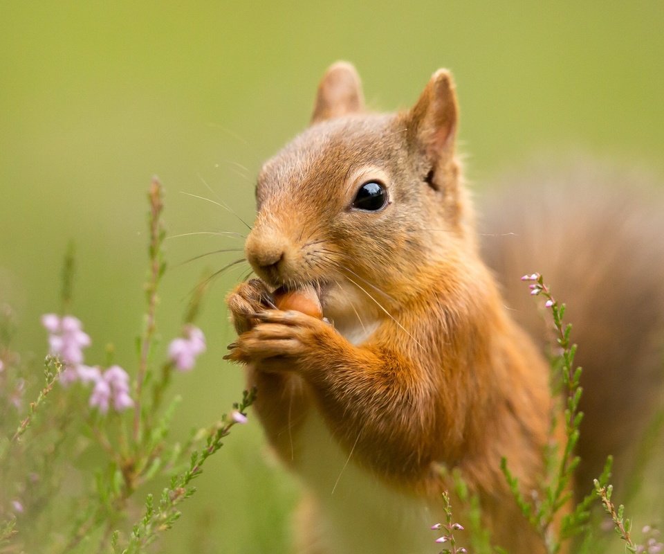 Обои цветы, трава, природа, фон, цветок, животное, белка, flowers, grass, nature, background, flower, animal, protein разрешение 2048x1280 Загрузить