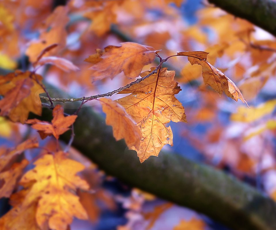 Обои природа, листья, осень, боке, осенние листья, nature, leaves, autumn, bokeh, autumn leaves разрешение 2048x1441 Загрузить