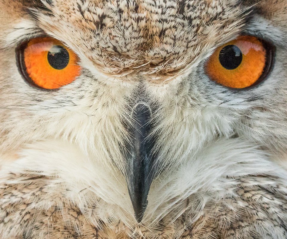Обои глаза, сова, взгляд, птица, клюв, eyes, owl, look, bird, beak разрешение 1920x1280 Загрузить