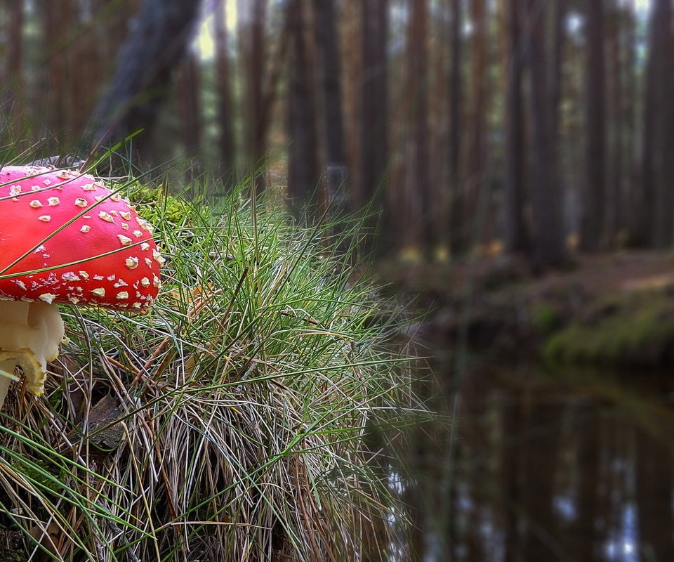 Обои трава, природа, осень, гриб, мухомор, grass, nature, autumn, mushroom разрешение 2036x1093 Загрузить