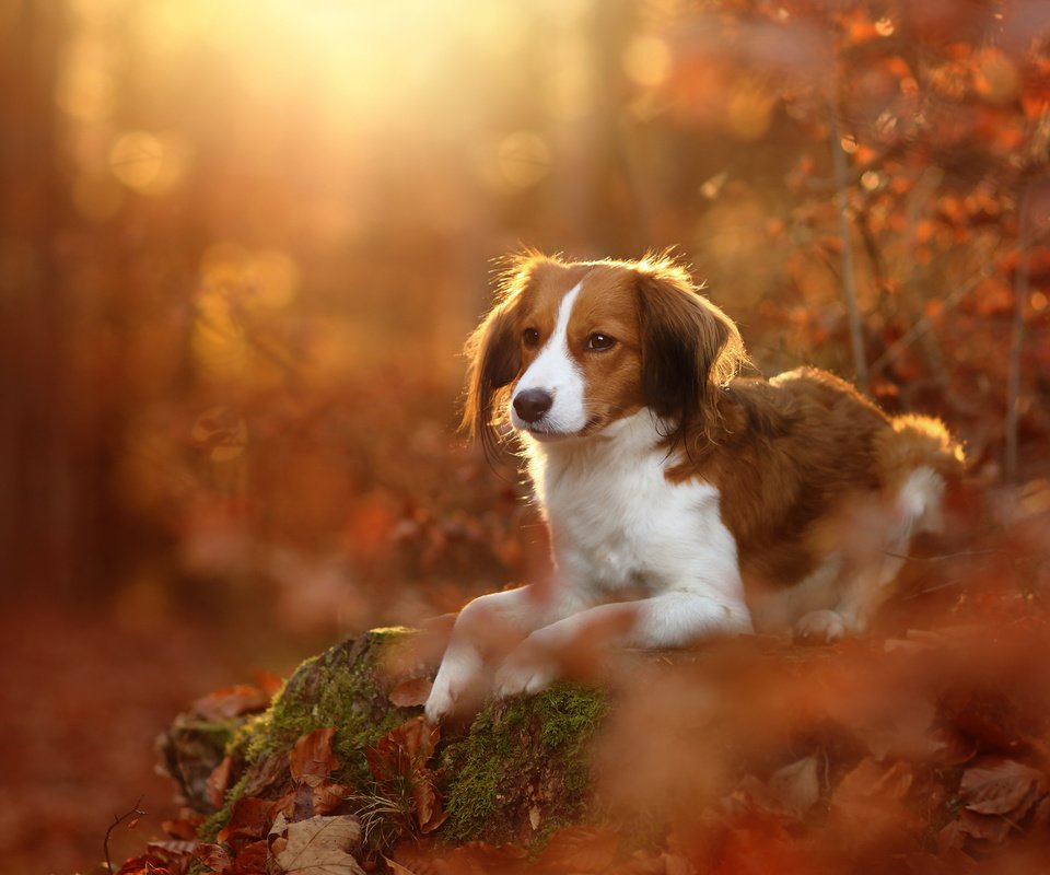 Обои листья, осень, собака, коикерхондье, койкерхондье, leaves, autumn, dog, kooikerhondje разрешение 2048x1365 Загрузить