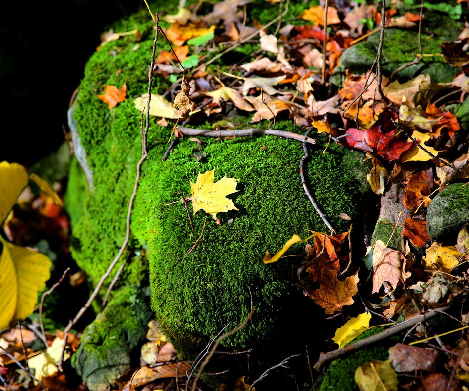 Обои природа, листья, ветки, осень, камень, мох, осенние листья, nature, leaves, branches, autumn, stone, moss, autumn leaves разрешение 2048x1365 Загрузить