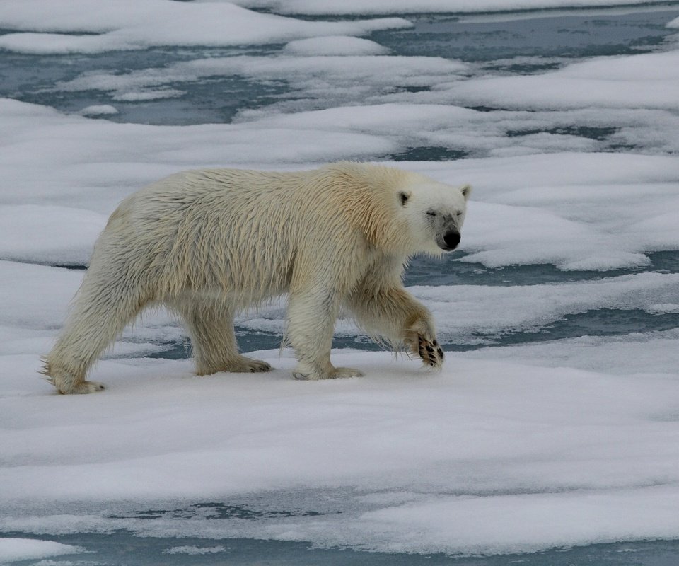 Обои животные, полярный медведь, медведь, белый медведь, animals, polar bear, bear разрешение 2880x2369 Загрузить