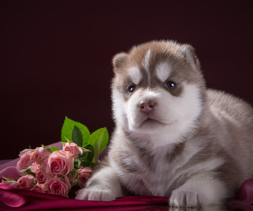 Обои цветы, розы, собака, щенок, ткань, хаски, порода, flowers, roses, dog, puppy, fabric, husky, breed разрешение 2400x1502 Загрузить