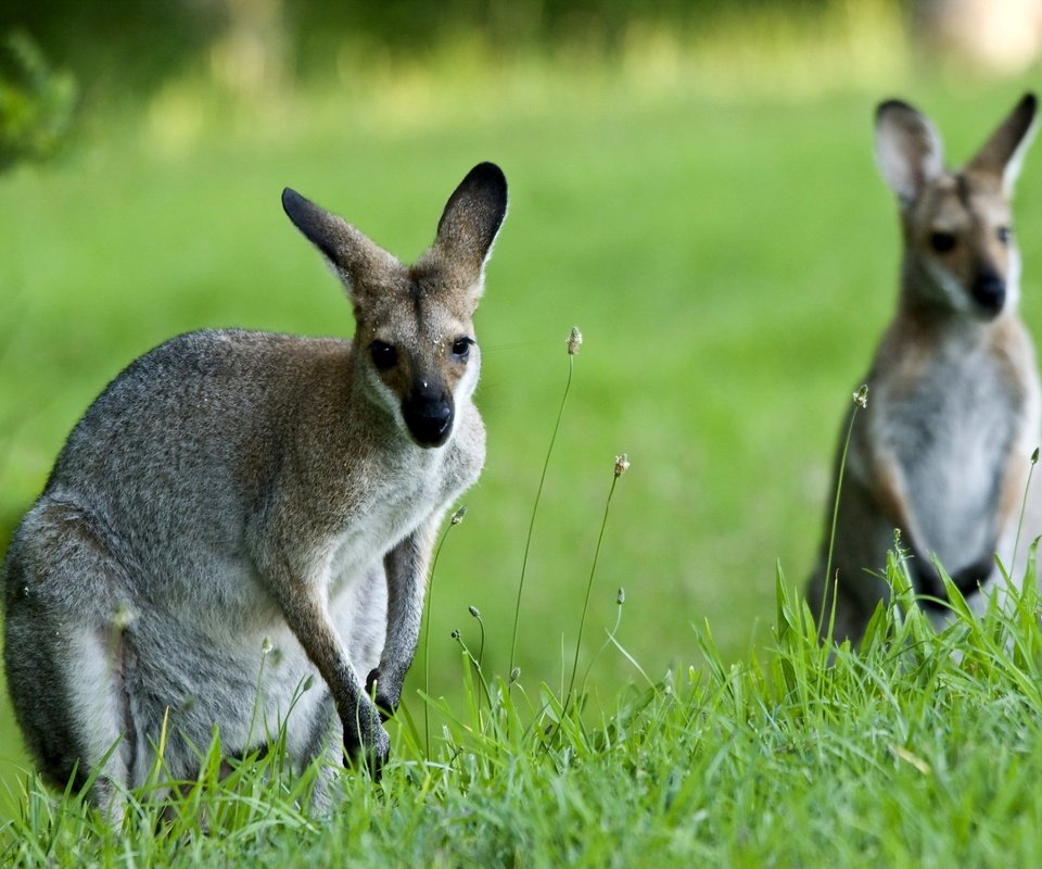 Обои природа, фон, кенгуру, nature, background, kangaroo разрешение 2048x1371 Загрузить