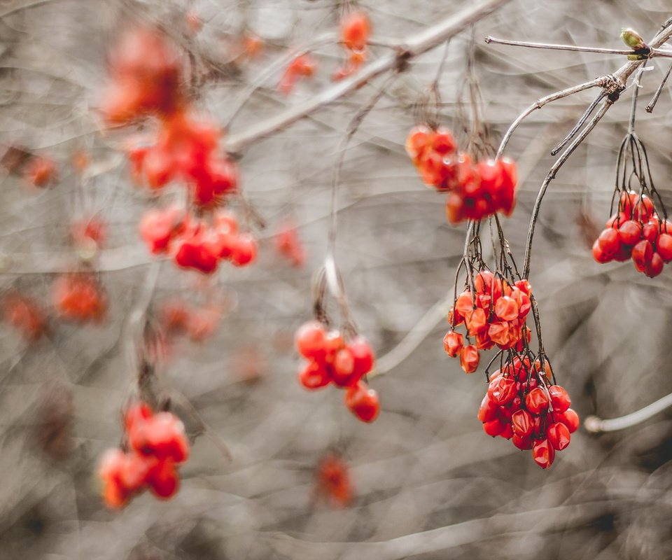 Обои природа, ветки, осень, размытость, ягоды, рябина, nature, branches, autumn, blur, berries, rowan разрешение 2560x1706 Загрузить