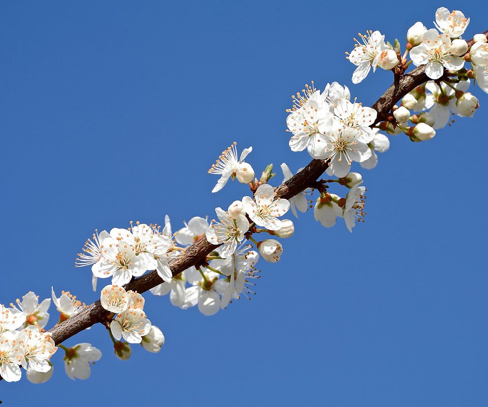 Обои небо, ветка, лепестки, сад, весна, the sky, branch, petals, garden, spring разрешение 2048x1365 Загрузить