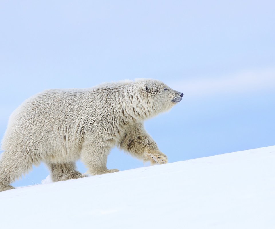 Обои снег, полярный медведь, медведь, белый медведь, аляска, snow, polar bear, bear, alaska разрешение 2048x1245 Загрузить