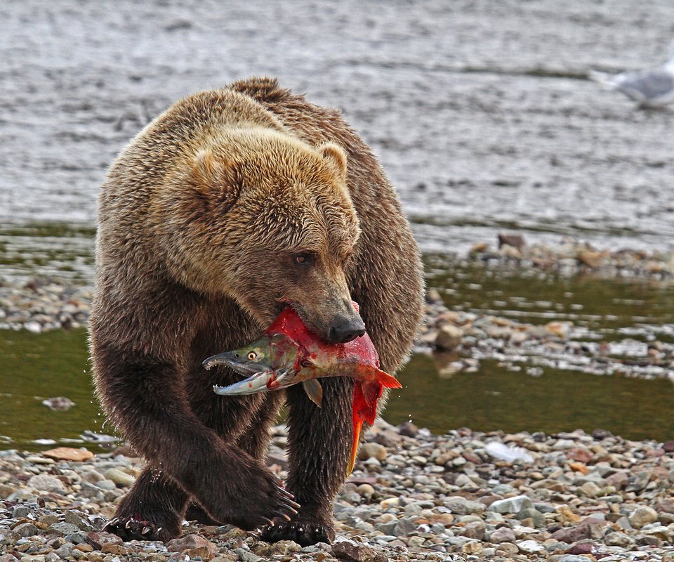 Обои река, природа, медведь, хищник, рыба, river, nature, bear, predator, fish разрешение 2048x1251 Загрузить