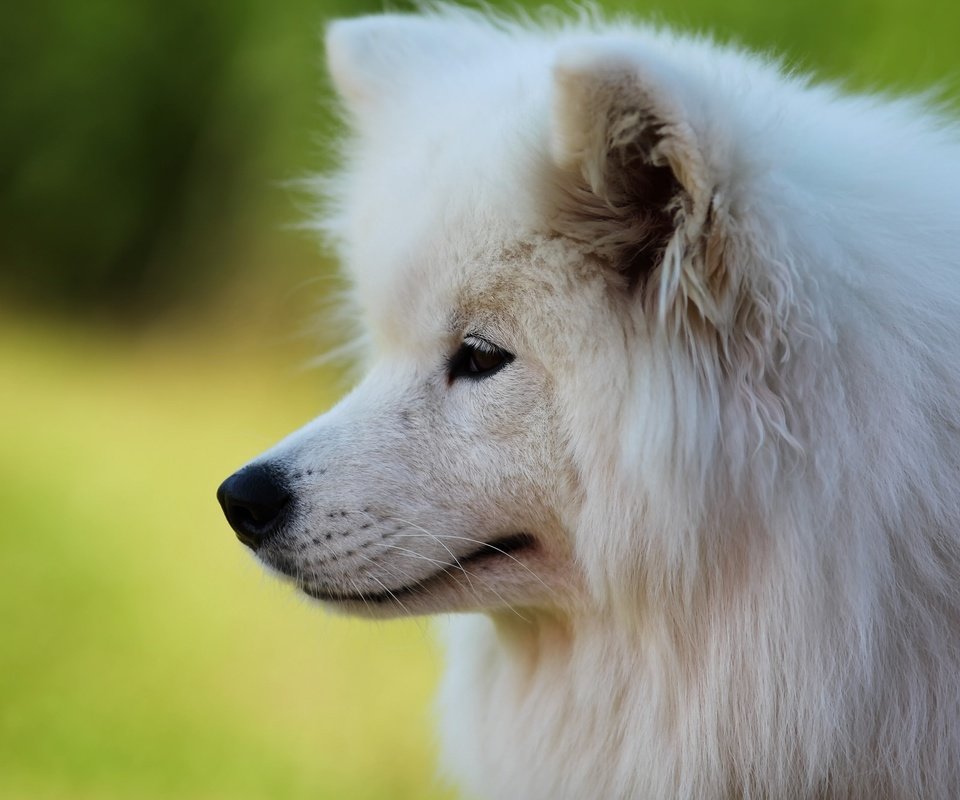 Обои собака, профиль, белая, самоед, dog, profile, white, samoyed разрешение 2030x1333 Загрузить