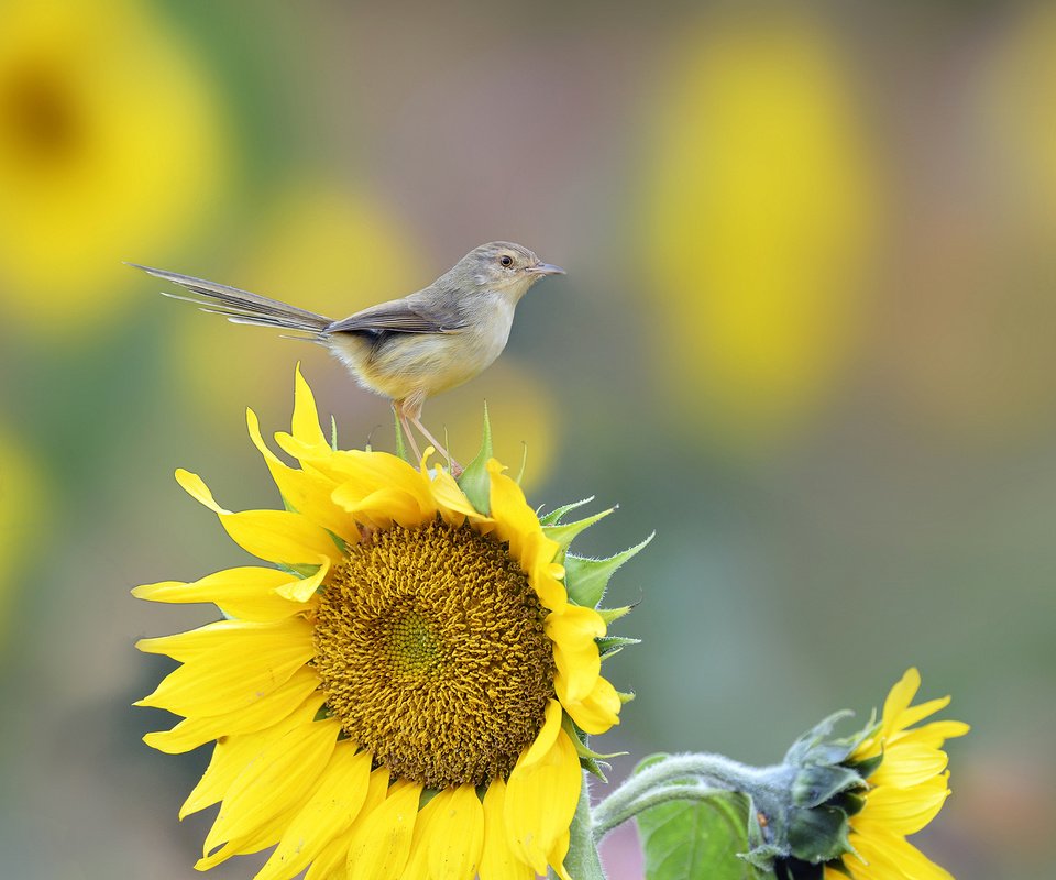 Обои макро, цветок, подсолнух, птица, хвост, macro, flower, sunflower, bird, tail разрешение 2048x1366 Загрузить