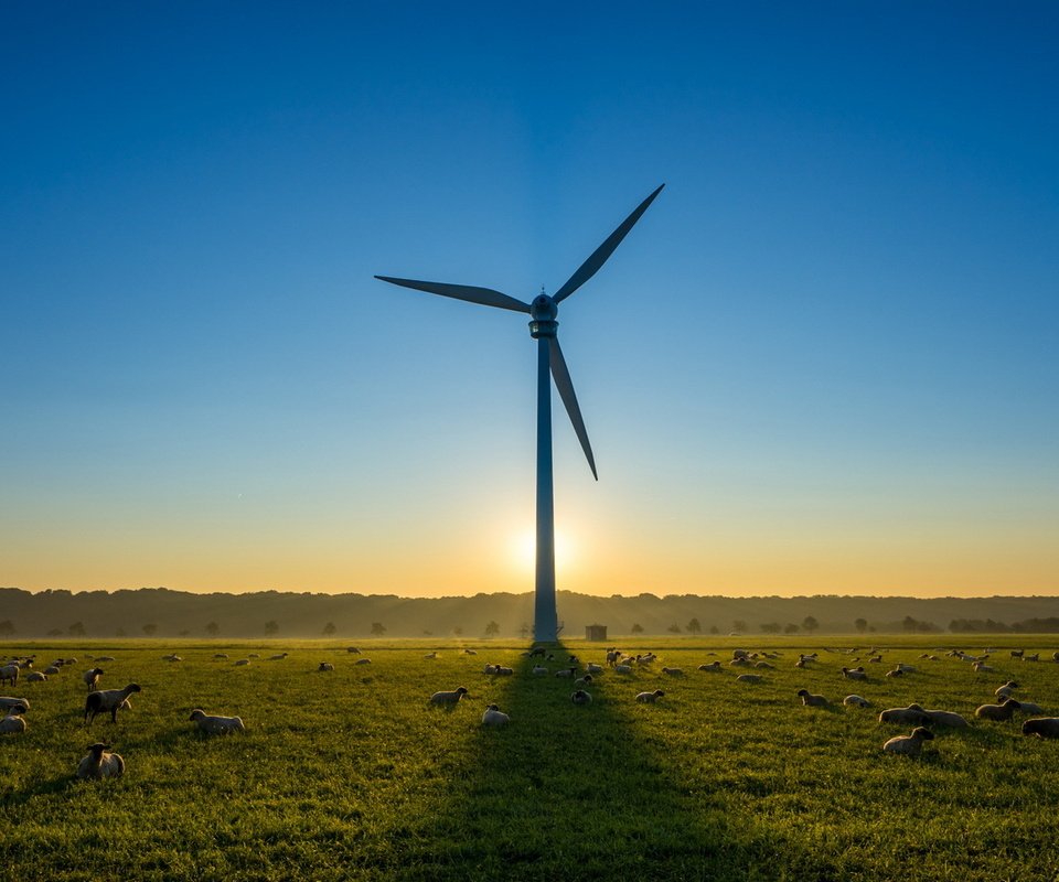 Обои небо, утро, поле, ветряк, овцы, ветряная турбина, the sky, morning, field, windmill, sheep, wind turbine разрешение 1920x1080 Загрузить