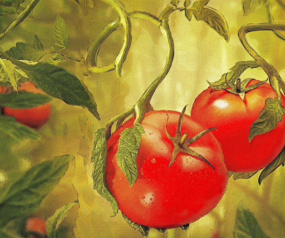 Обои овощи, живопись, помидоры, vegetables, painting, tomatoes разрешение 2880x1920 Загрузить