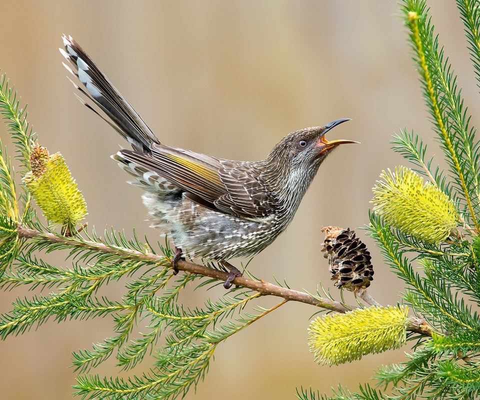 Обои цветы, хвост, ветка, сережчатый медосос, листья, anthochaera chrysoptera, птица, клюв, перья, шишка, австралия, flowers, tail, branch, surikaty honeyeater, leaves, bird, beak, feathers, bump, australia разрешение 2048x1359 Загрузить