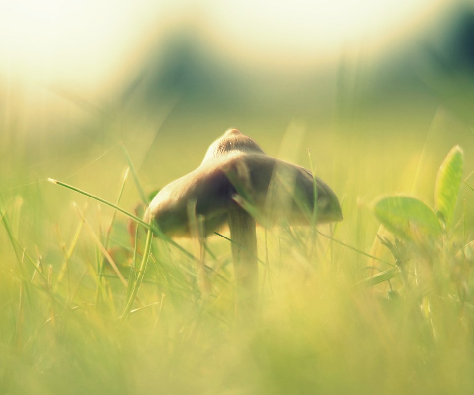 Обои свет, трава, макро, размытость, гриб, шляпка, light, grass, macro, blur, mushroom, hat разрешение 1920x1080 Загрузить