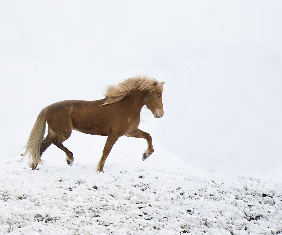 Обои лошадь, снег, зима, ветер, ходьба, horse, snow, winter, the wind, walking разрешение 3348x2376 Загрузить