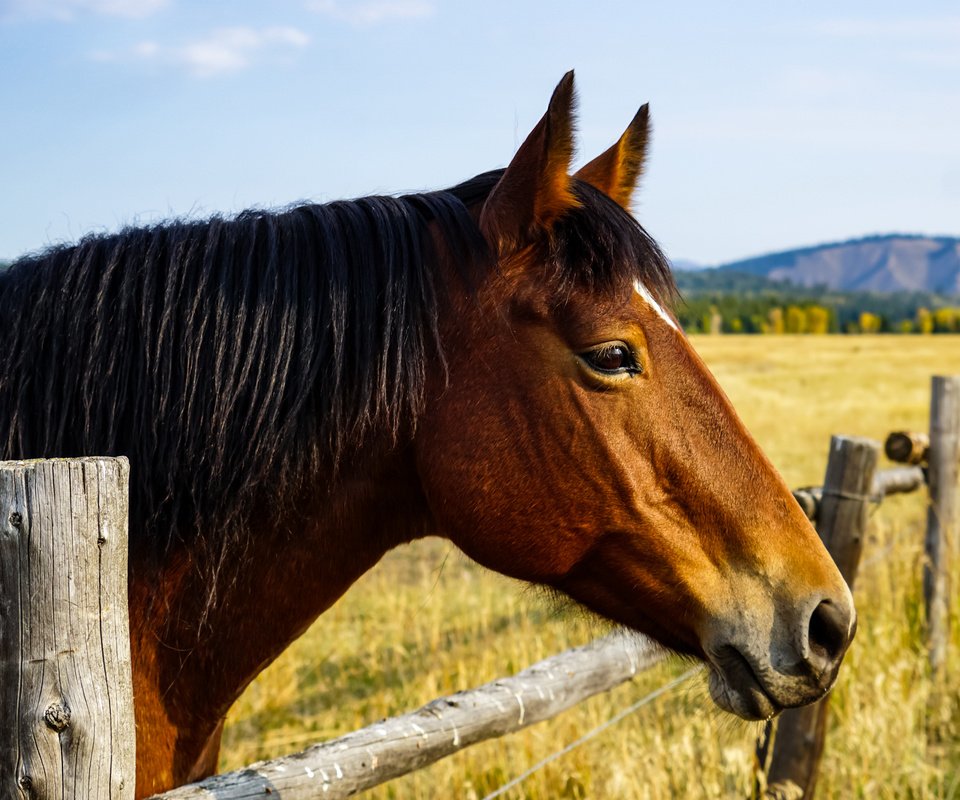 Обои лошадь, природа, забор, horse, nature, the fence разрешение 2040x1632 Загрузить