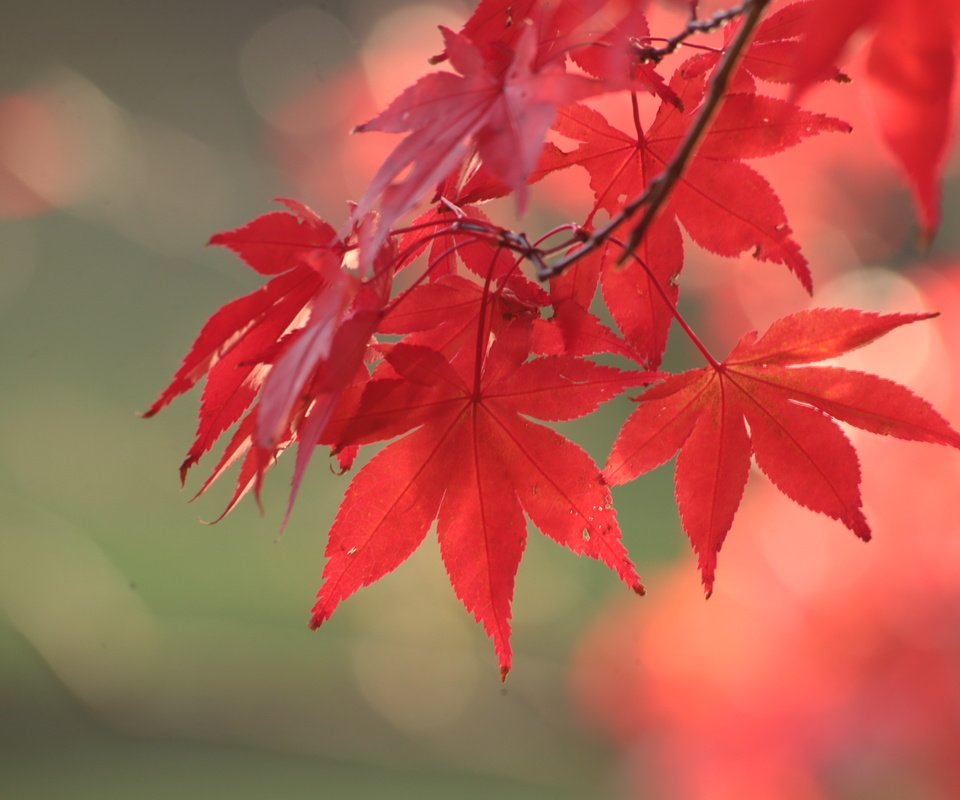 Обои листья, осень, красный, клен, leaves, autumn, red, maple разрешение 3648x2432 Загрузить