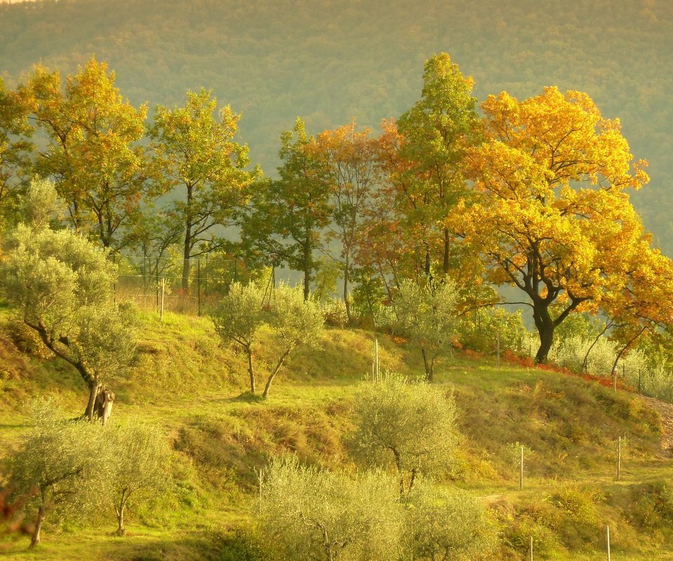 Обои деревья, холмы, пейзаж, осень, trees, hills, landscape, autumn разрешение 2880x2160 Загрузить