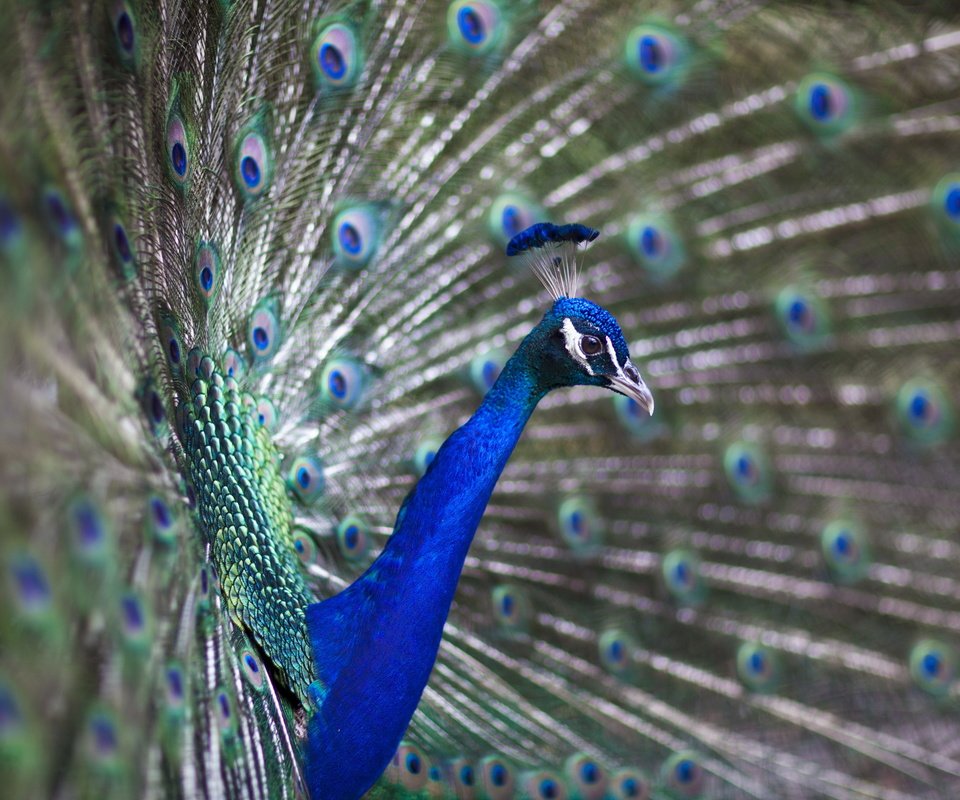 Обои птица, павлин, перья, хвост, bird, peacock, feathers, tail разрешение 2560x1707 Загрузить