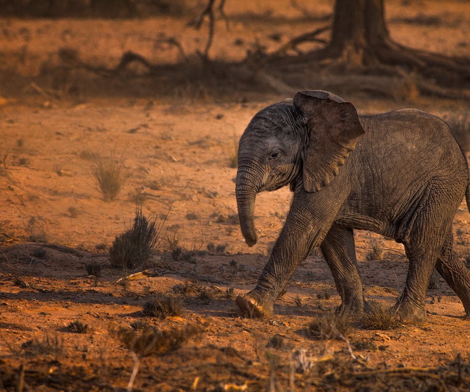 Обои природа, слон, африка, слоненок, nature, elephant, africa разрешение 1999x1290 Загрузить