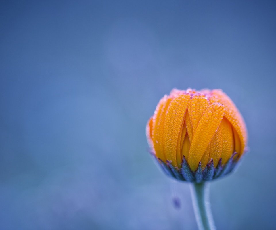 Обои фон, цветок, роса, капли, бутон, background, flower, rosa, drops, bud разрешение 2048x1365 Загрузить