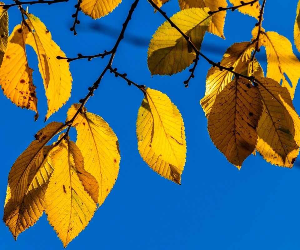 Обои природа, листья, ветки, осень, nature, leaves, branches, autumn разрешение 2880x1913 Загрузить