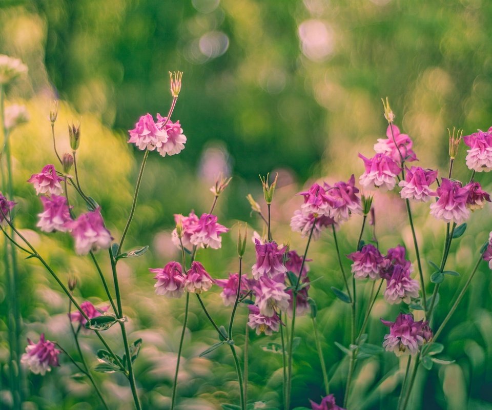 Обои цветы, бутоны, листья, стебли, боке, водосбор, flowers, buds, leaves, stems, bokeh, the catchment разрешение 2048x1365 Загрузить