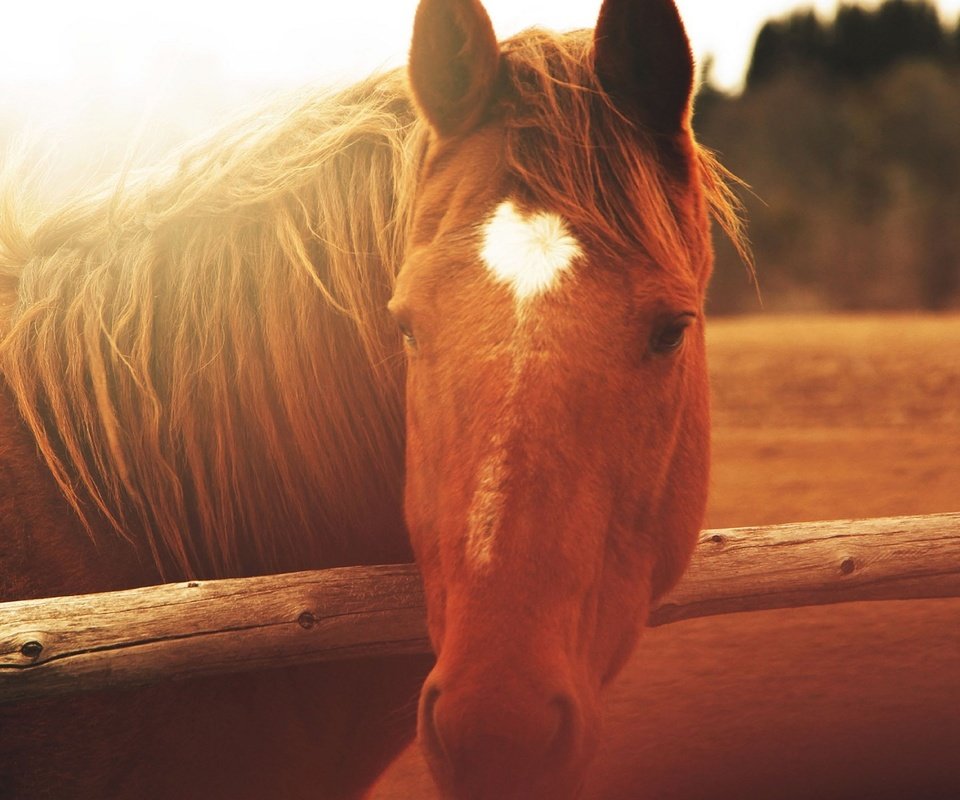 Обои лошадь, природа, забор, солнечный свет, horse, nature, the fence, sunlight разрешение 1920x1200 Загрузить