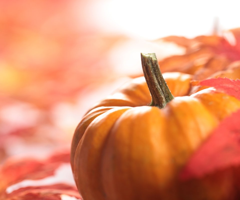 Обои листва, осень, урожай, овощи, тыква, foliage, autumn, harvest, vegetables, pumpkin разрешение 5616x3744 Загрузить